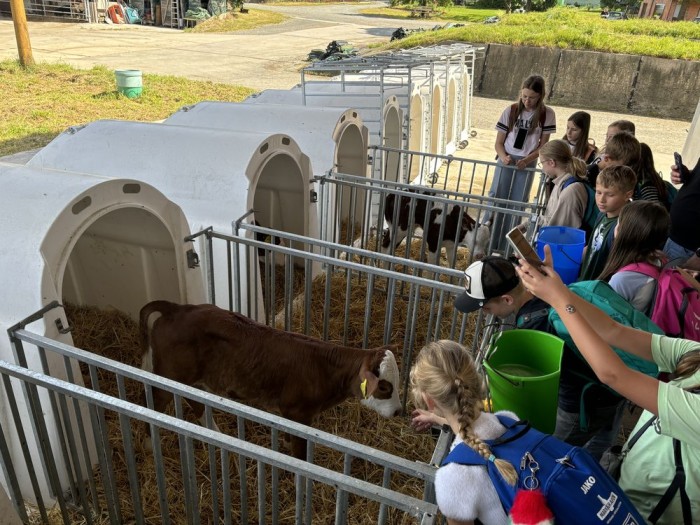 Kälbchen und Schülerin bei Exkursion auf den Bauernhof