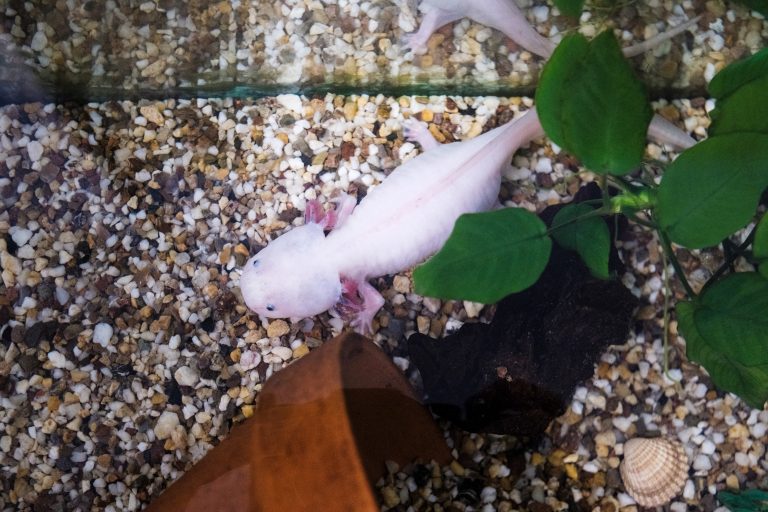 Axolotl