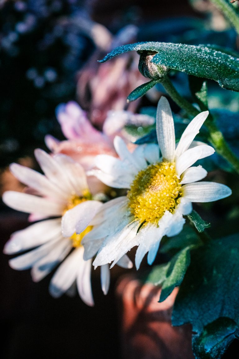 Blumen im Sonnenlicht